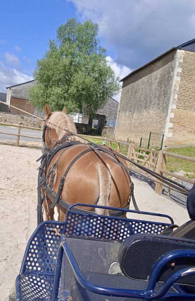 jument de trait ardennais 