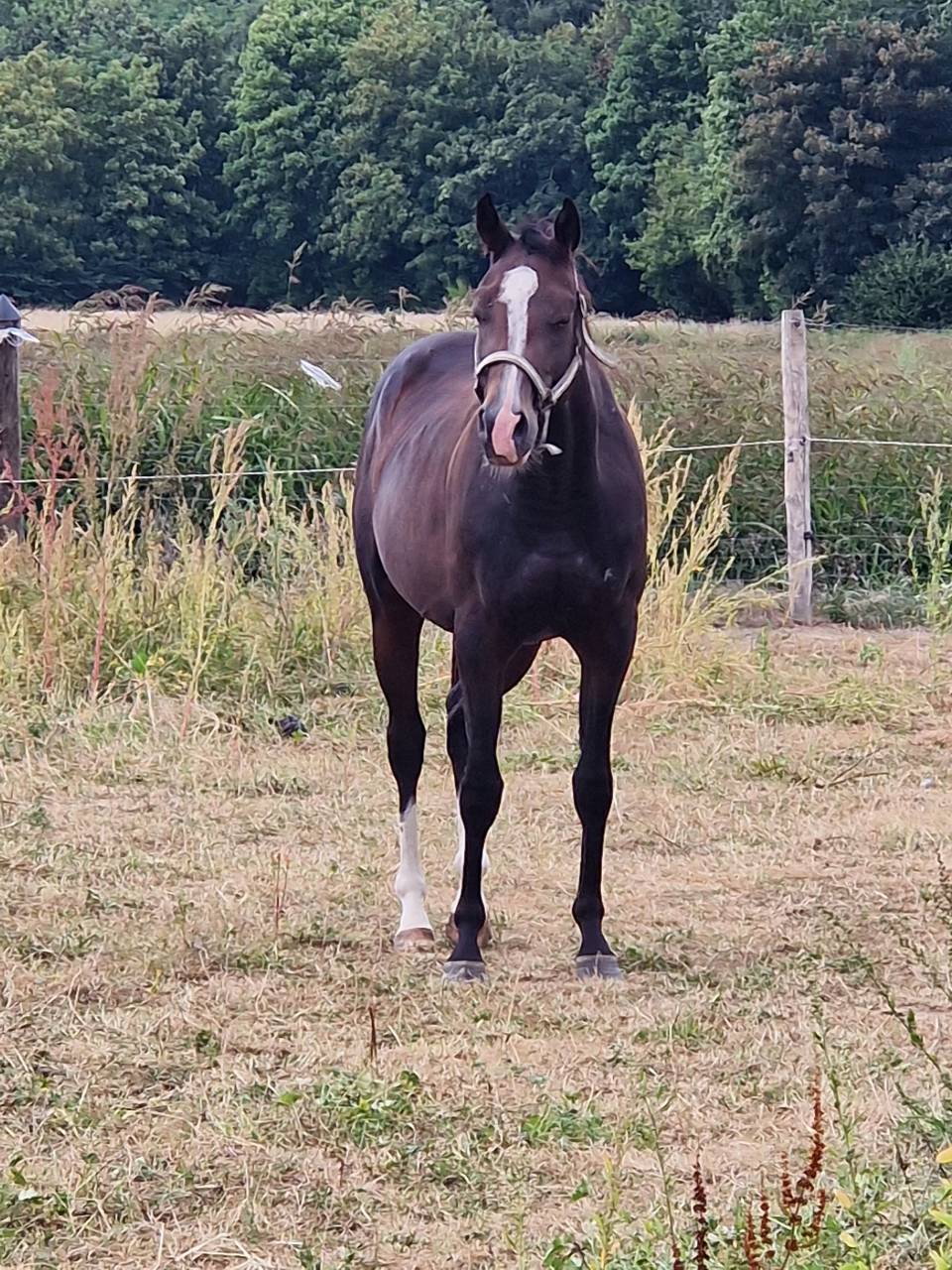 Jument quarter pleins papiers 