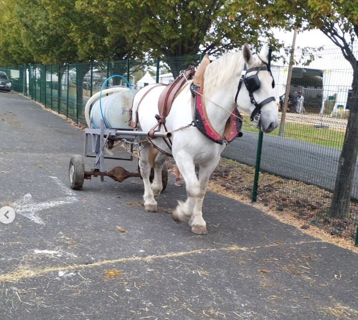 vends percheron PP blanc