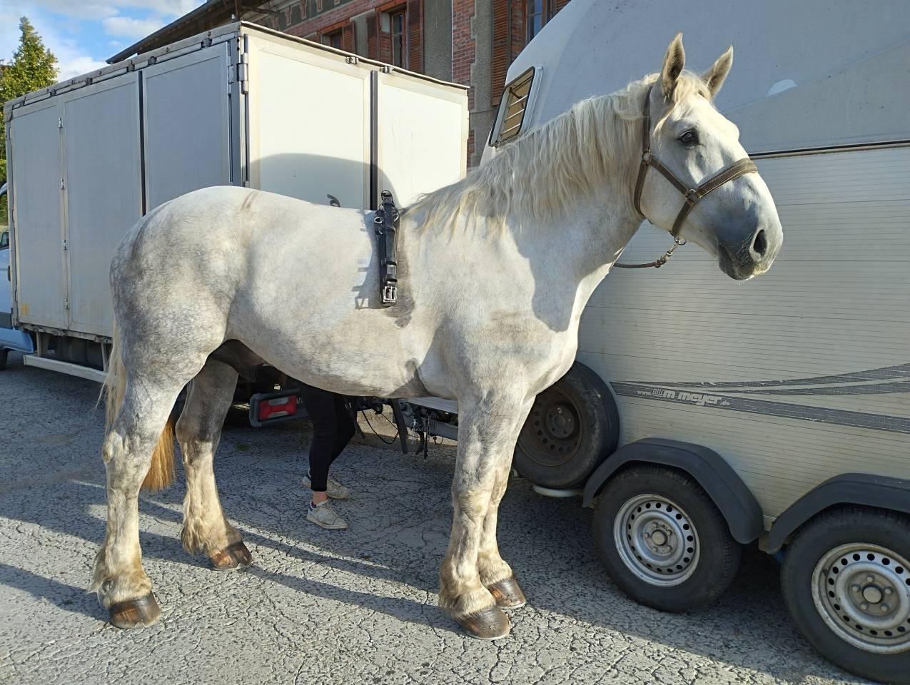 vends percheron PP blanc