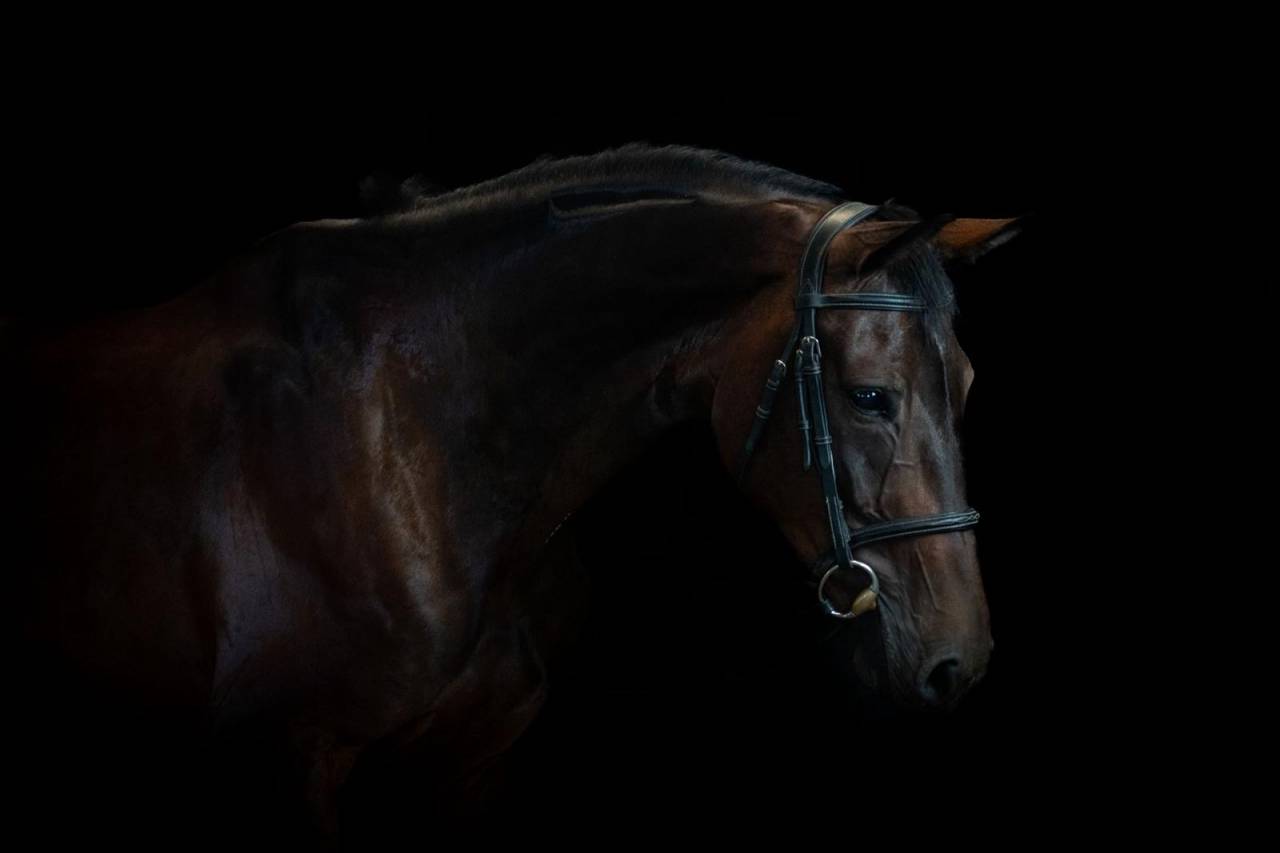  Superbe jument de dressage