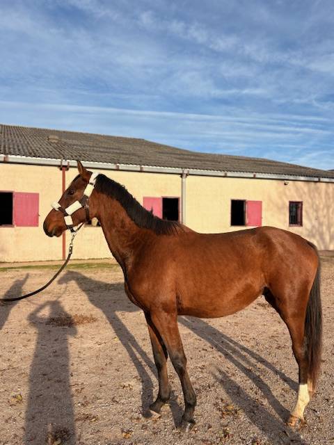 Selle Fran&ccedil;ais 3 ans 