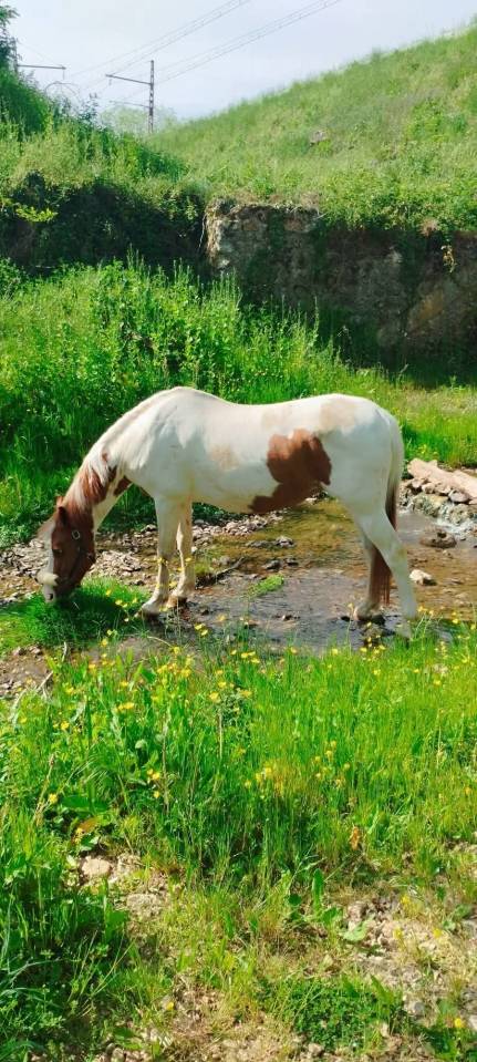 Ponette &agrave; louer 