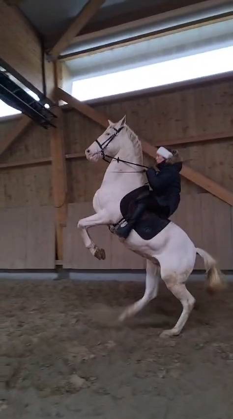 superbe cheval de sport espagnol top dress&eacute; 