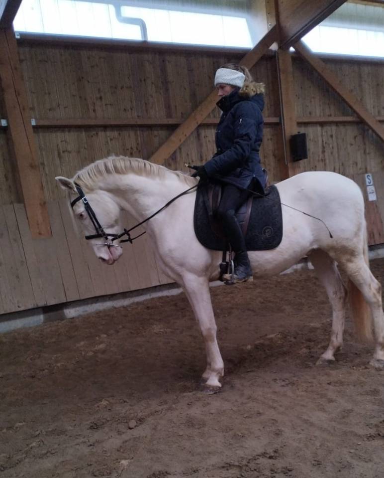 superbe cheval de sport espagnol top dress&eacute; 