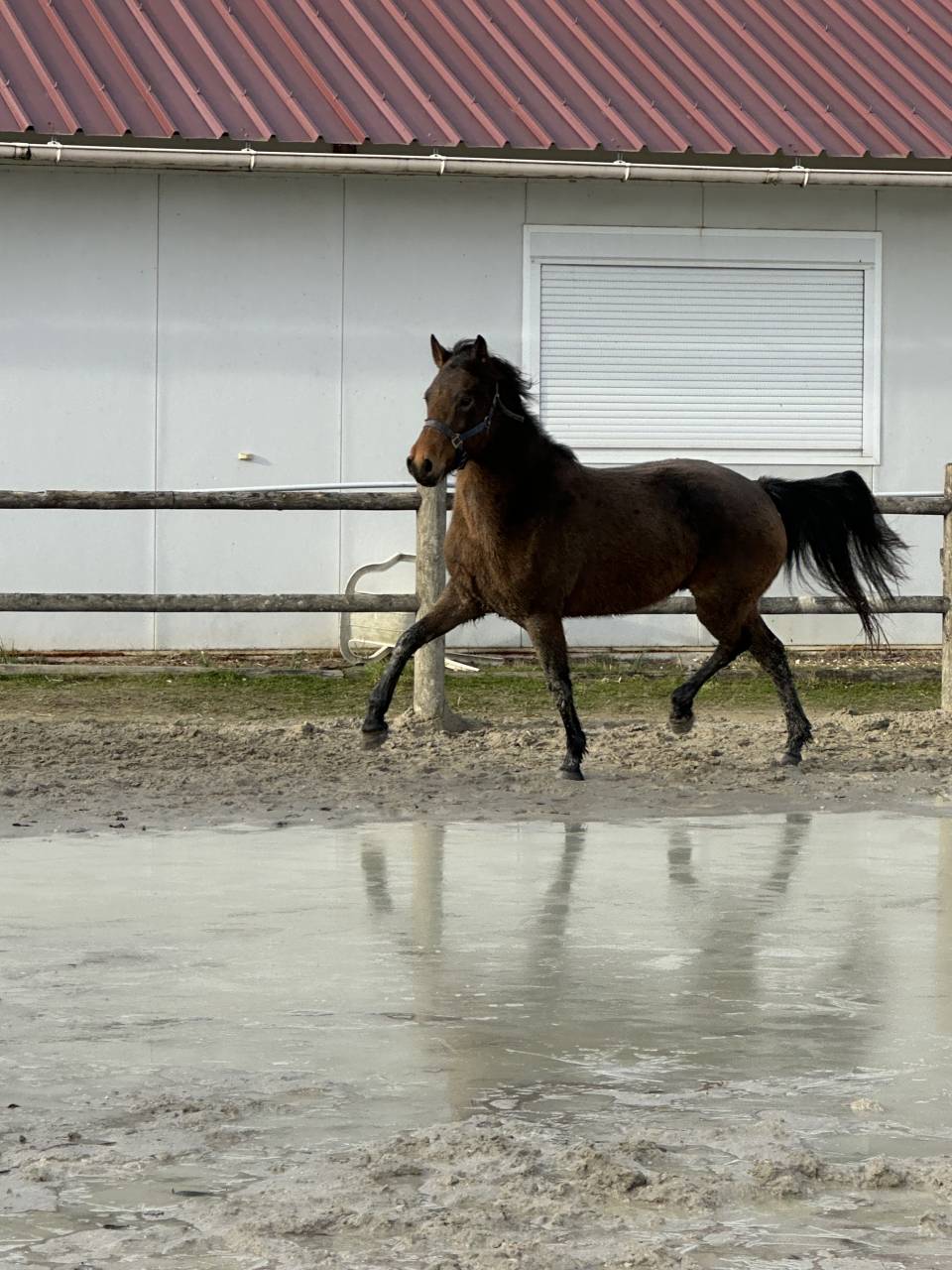 Poney PFS - Kandy des Barres - Isabelle 