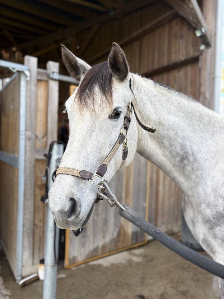 &Agrave; vendre Jell&rsquo;an du Lavoir, 7 ans &ndash; SF 1m75