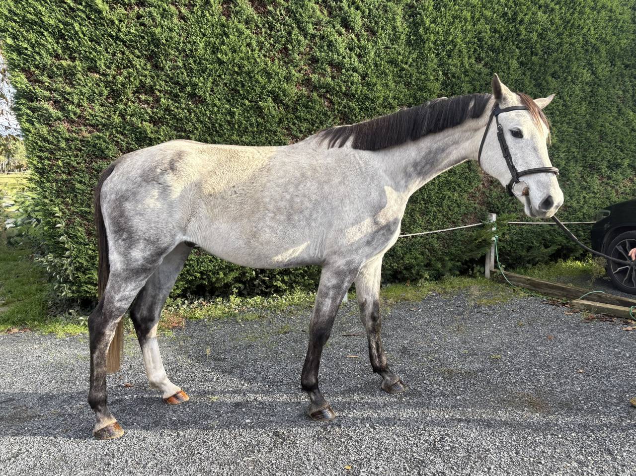 &Agrave; vendre Jell&rsquo;an du Lavoir, 7 ans &ndash; SF 1m75