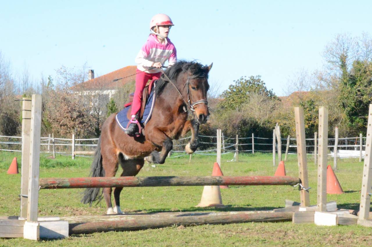 Ponette B polyvalente attelage, mont&eacute;, travail a pied.
