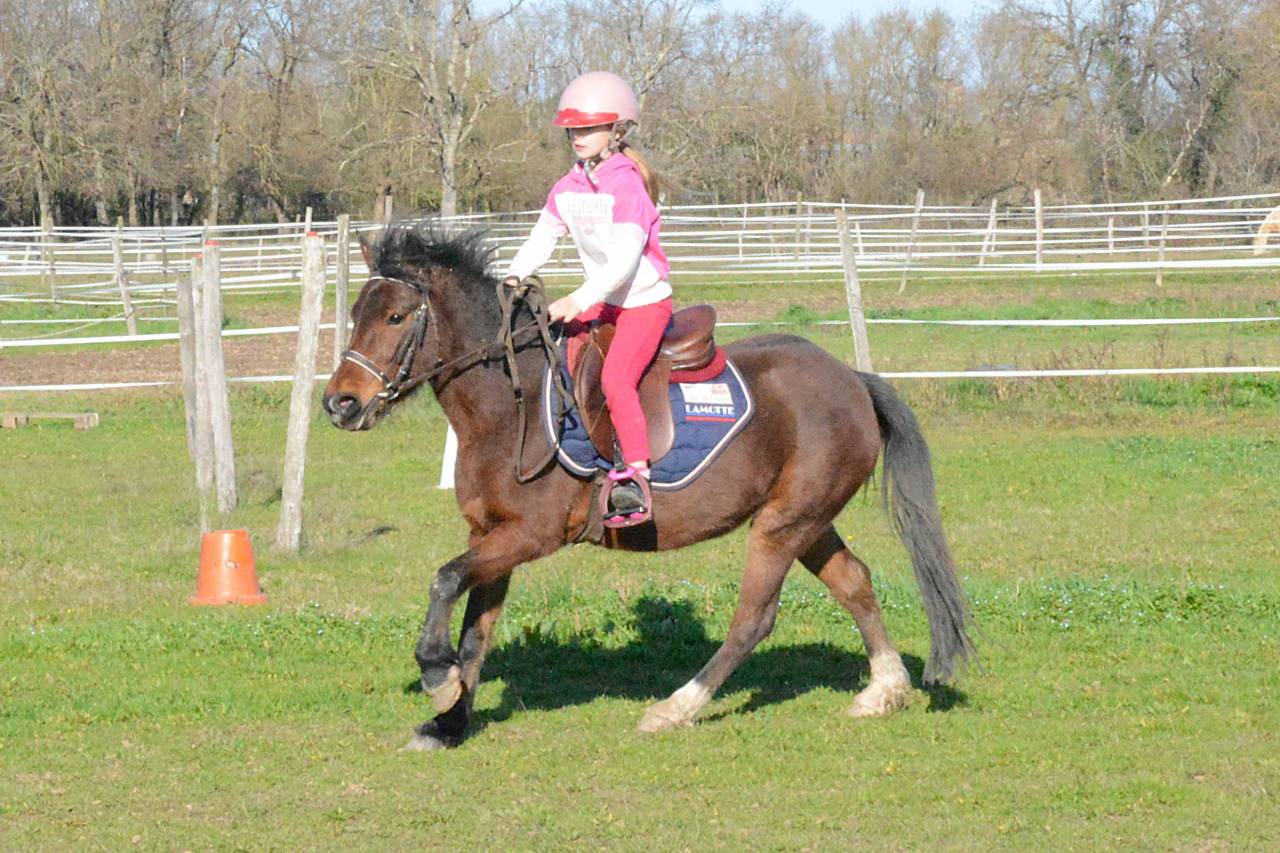 Ponette B polyvalente attelage, mont&eacute;, travail a pied.