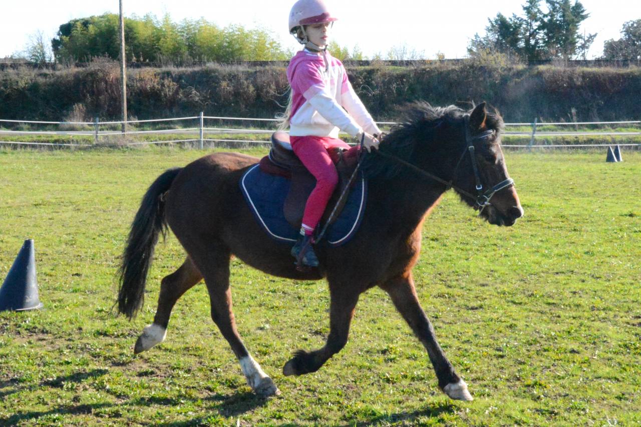 Ponette B polyvalente attelage, mont&eacute;, travail a pied.