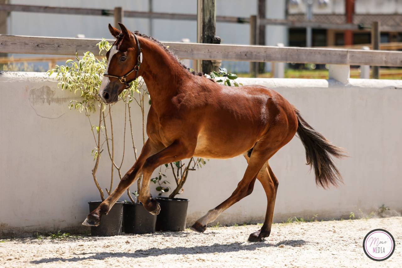 Superbe 2ans par Machno Carwyn CSO