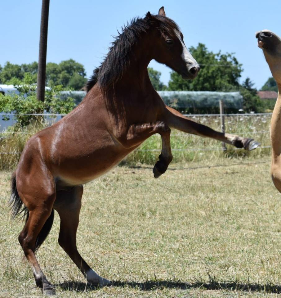Superbe 2ans par Machno Carwyn CSO