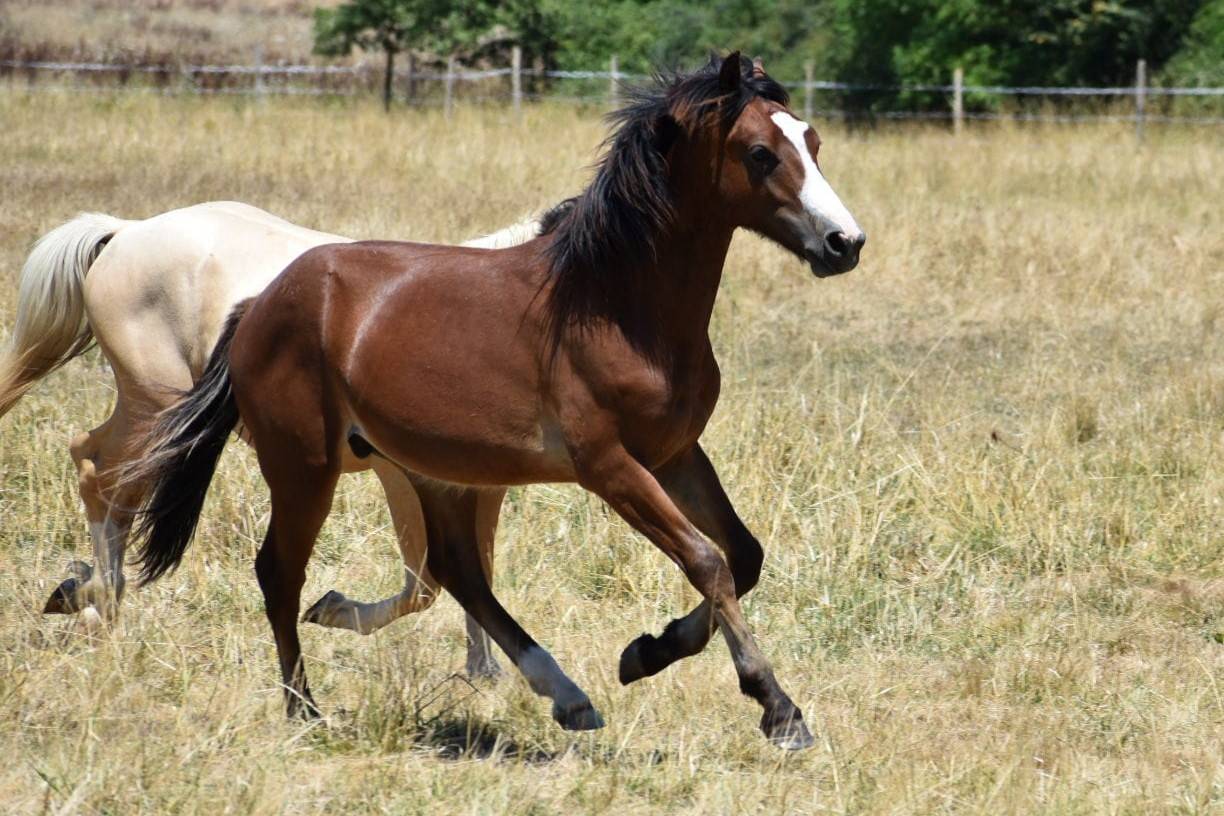 Superbe 2ans par Machno Carwyn CSO