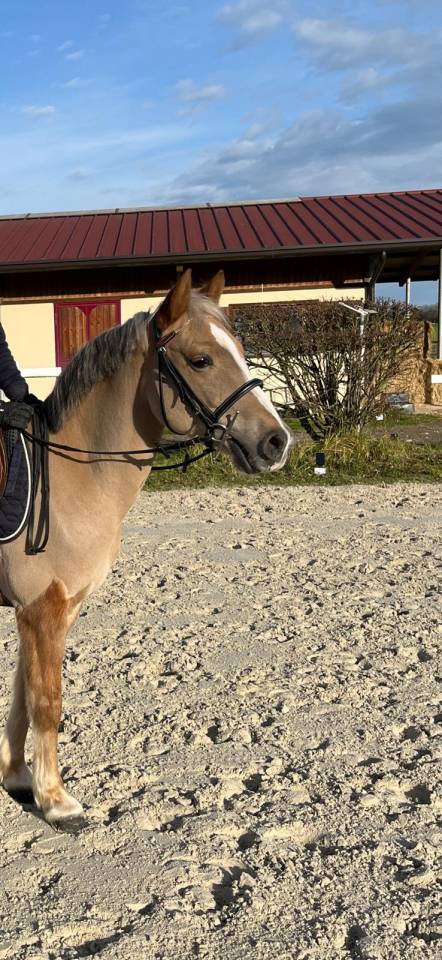 Super poney C (5ans)