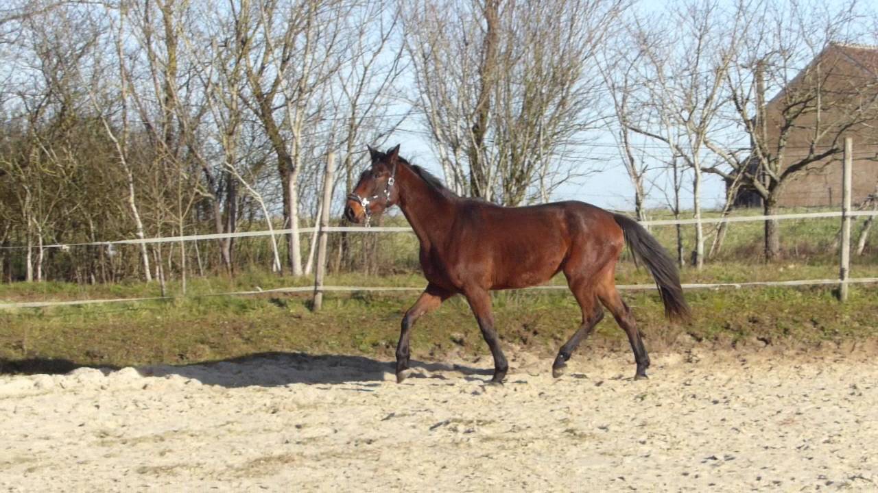 Hongre 3 ans par Quel Homme de Hus