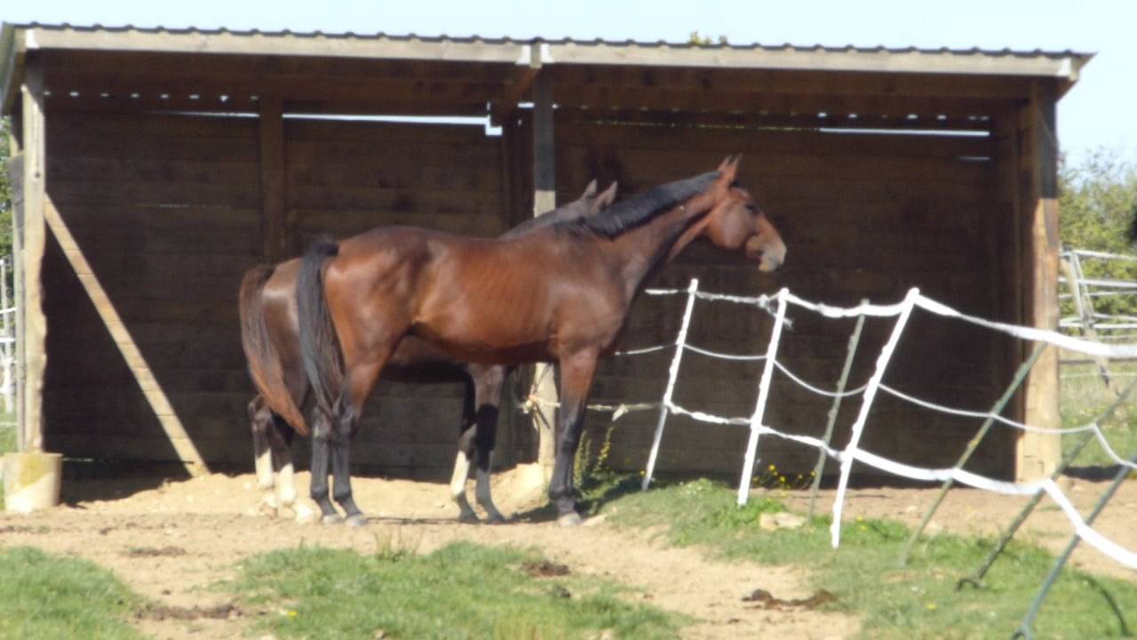 Hongre 3 ans par Quel Homme de Hus