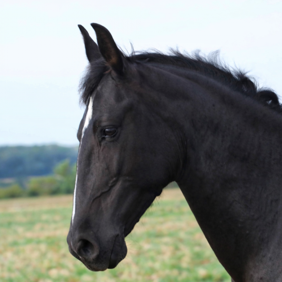 Magnifique jument PRE apta