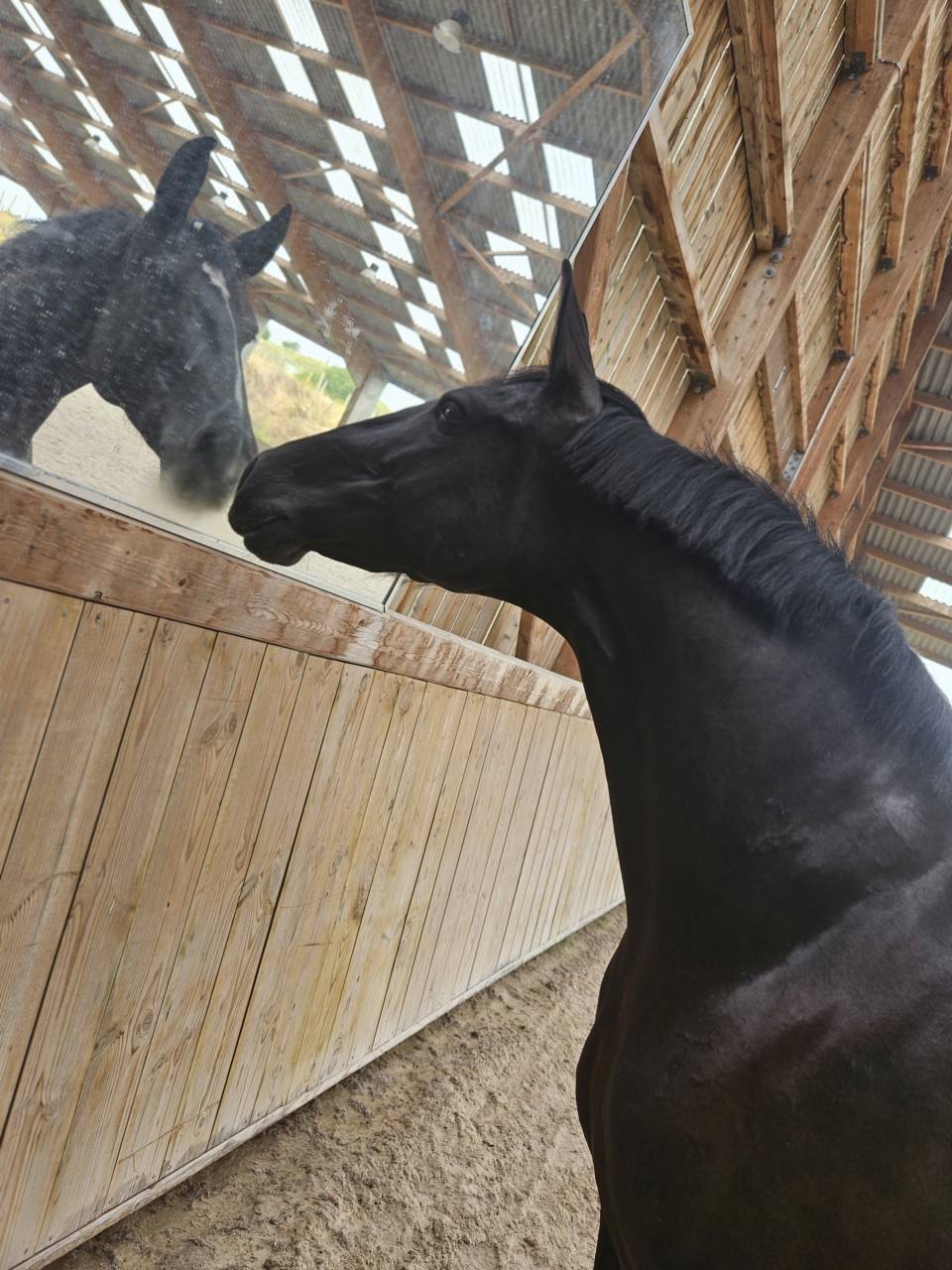 Magnifique jument PRE apta