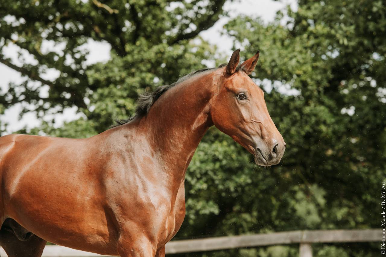 Cheval dressage Lusitanien x Warmblood