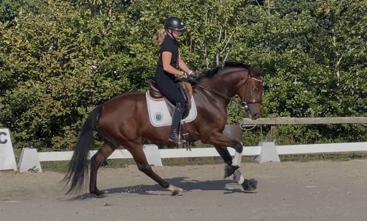 Cheval dressage Lusitanien x Warmblood