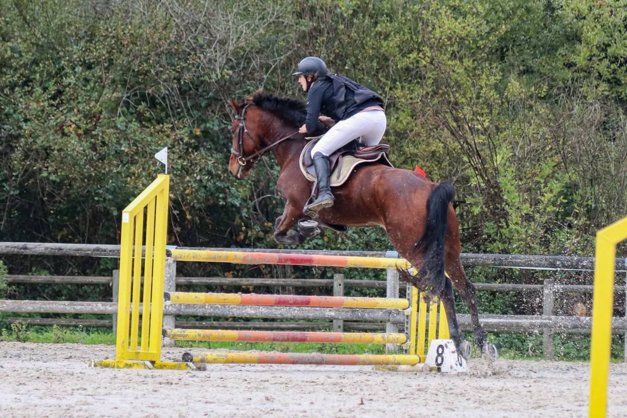 Hongre 8 ans en 2026