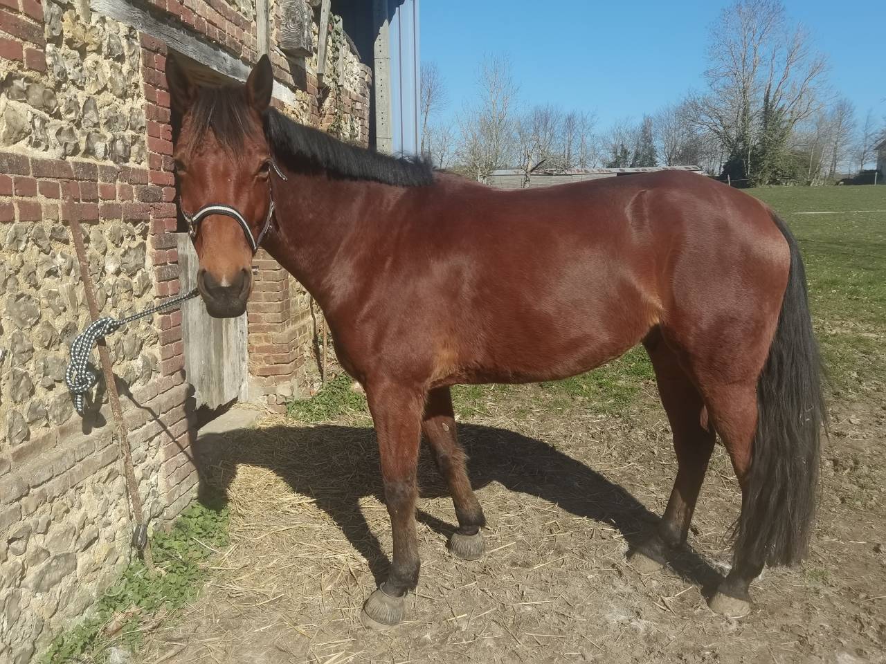 Hongre 8 ans en 2026