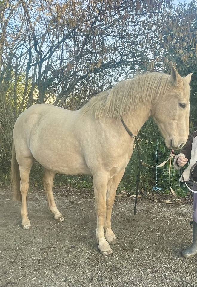 Cheval Palomino Type Espagnol