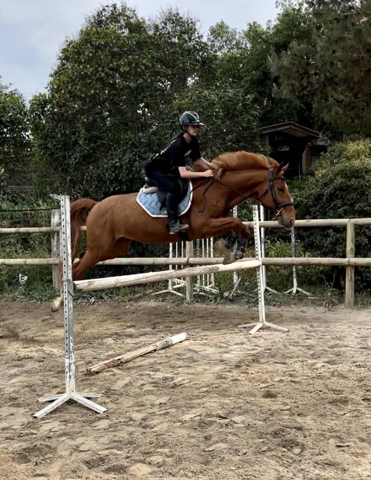 hongre trotteur fran&ccedil;ais 