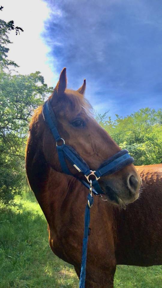 hongre trotteur fran&ccedil;ais 