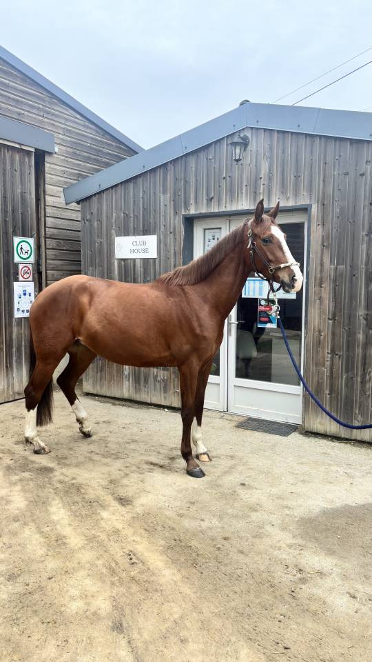 Jument Akhal-T&eacute;k&eacute; &ndash; 5 ans &ndash; 1m51