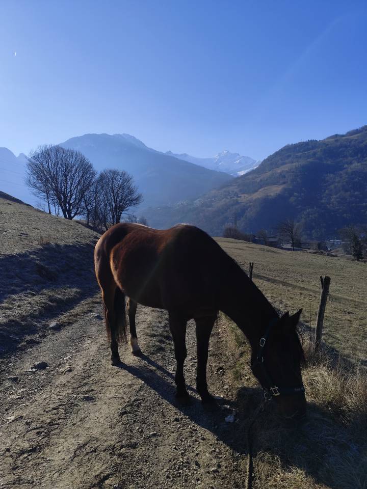 Jument baie ONC 5ans 