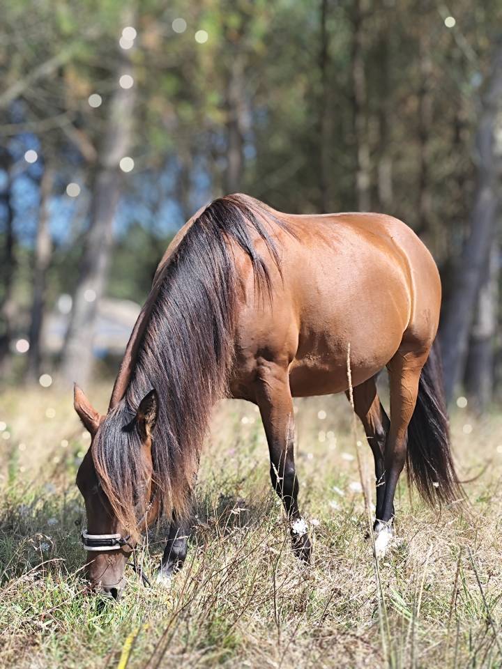 Jument baie ONC 5ans 