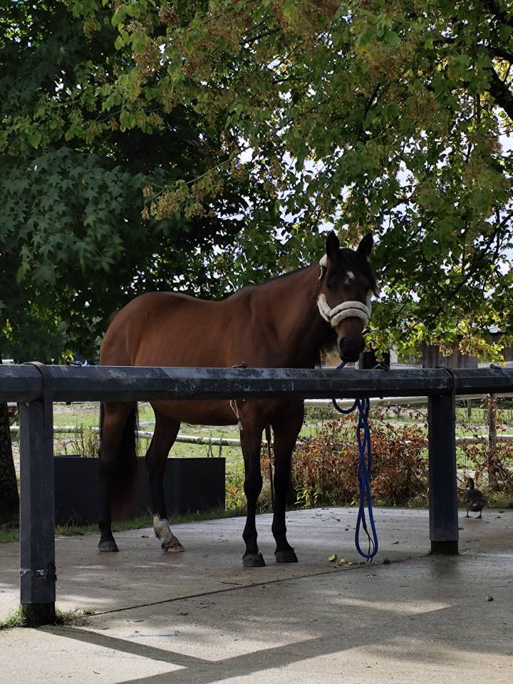 Jument baie ONC 5ans 