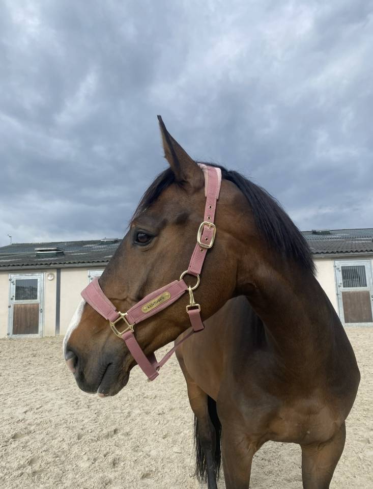 &Agrave; vendre hongre 11ans exp&eacute;rience Amateur 1