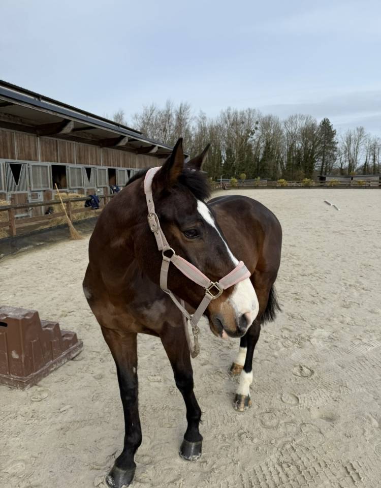 &Agrave; vendre hongre 11ans exp&eacute;rience Amateur 1