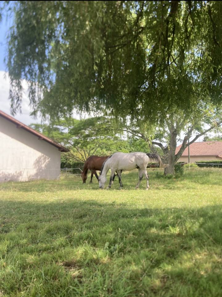 Pension accompagnement du bin&ocirc;me humain/cheval