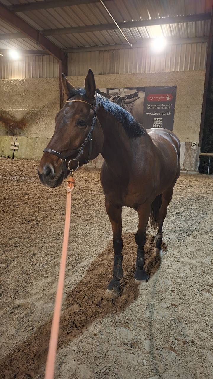 Cheval de sport polyvalent