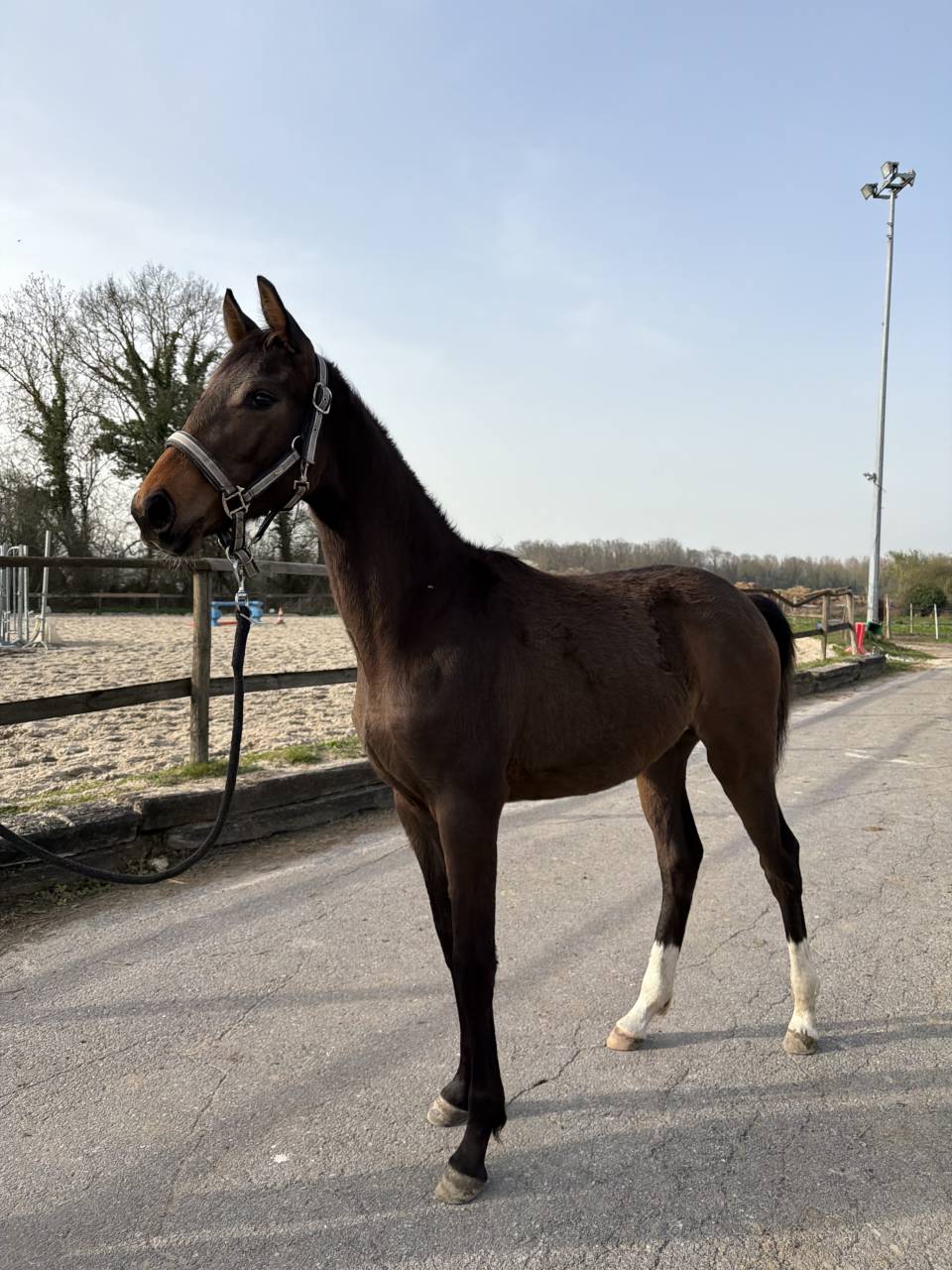 Pouliche de sport