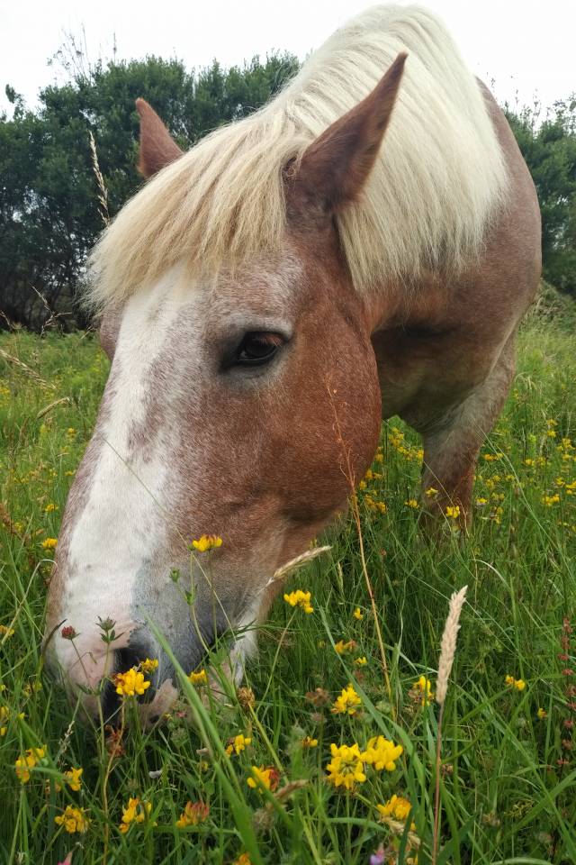 Cheval de trait (hongre)