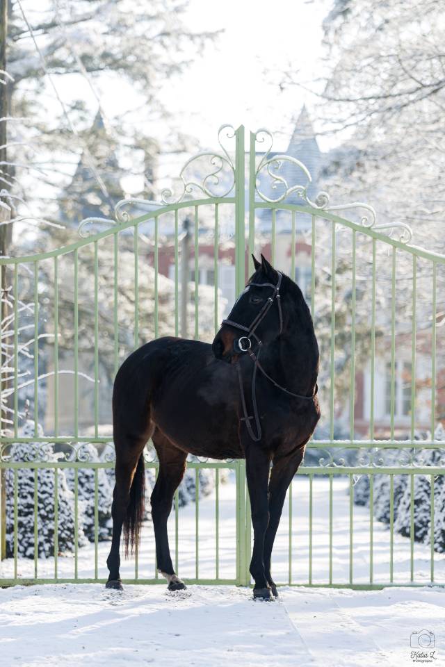 Super jument &agrave; vendre pour CSO ou CCE  