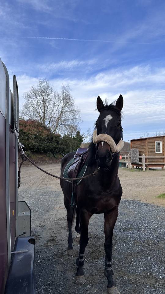 Super jument &agrave; vendre pour CSO ou CCE  