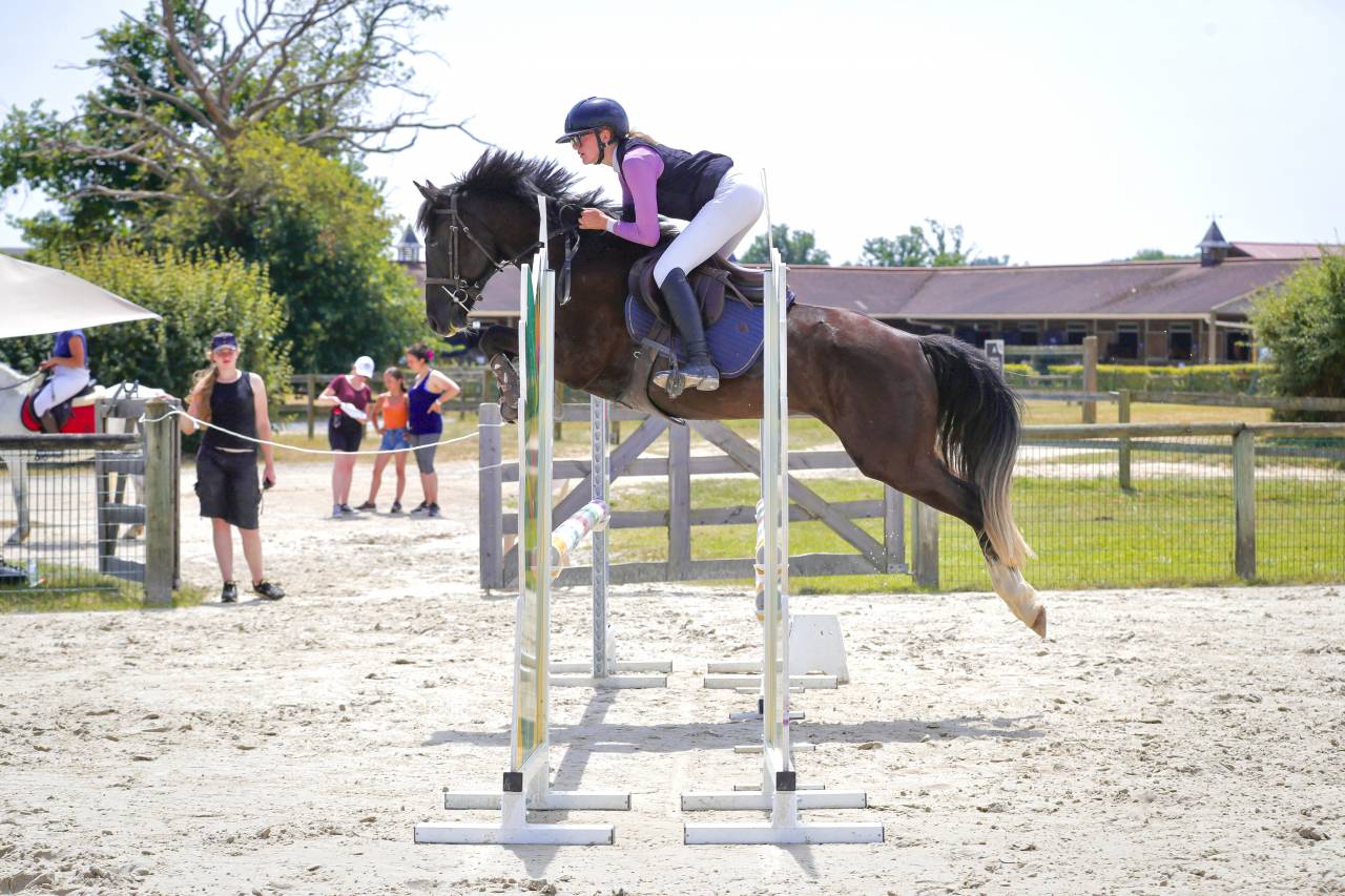 &Agrave; vendre &ndash; Hongre OC bai brun, 5 ans, 1m48