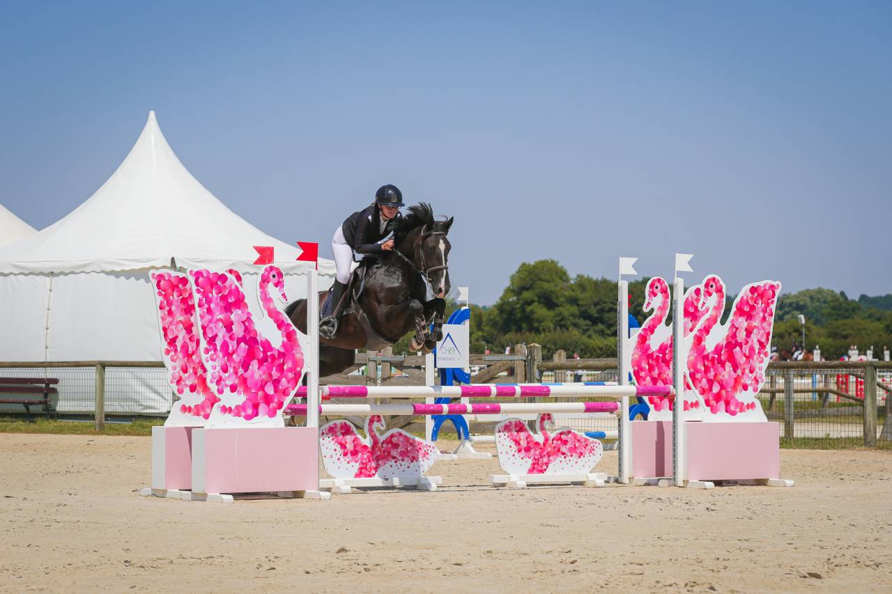 &Agrave; vendre &ndash; Hongre OC bai brun, 5 ans, 1m48