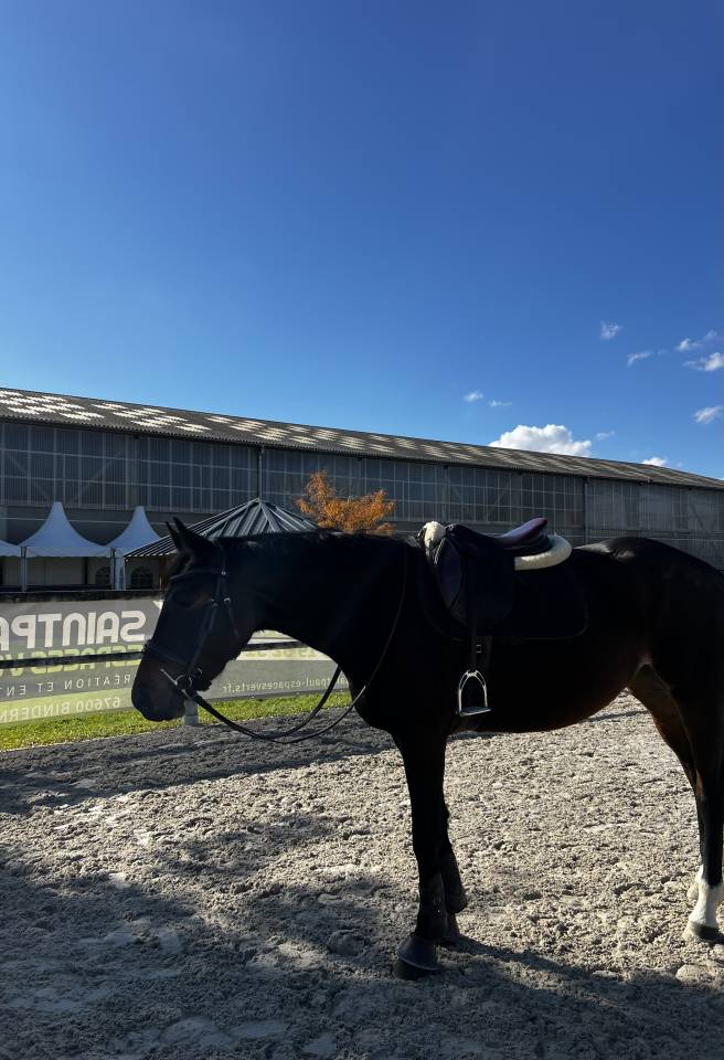 Jeune jument &agrave; vendre