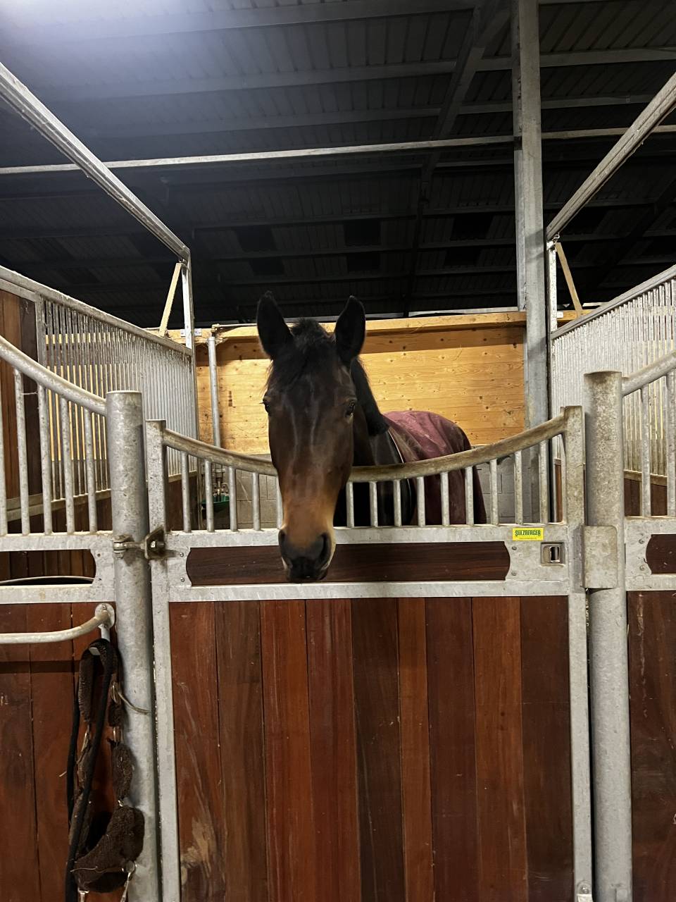 Jeune jument &agrave; vendre