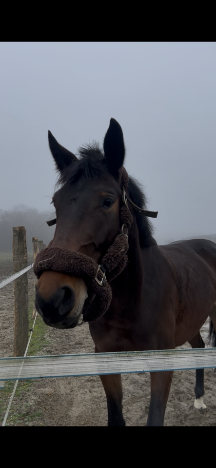 Jeune jument &agrave; vendre