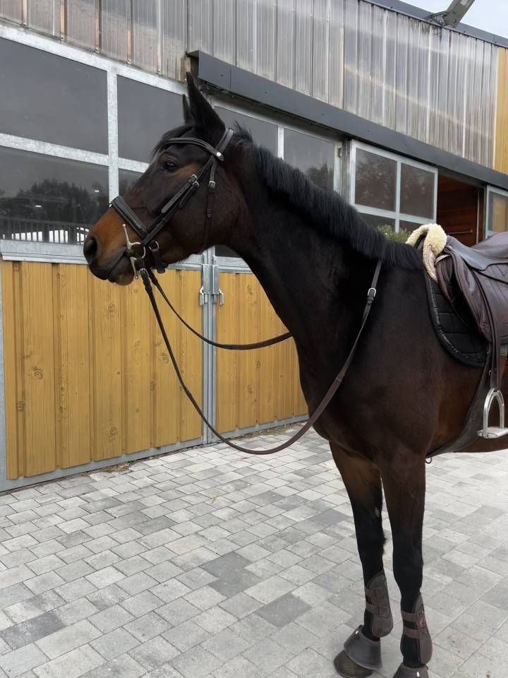 Jeune jument &agrave; vendre