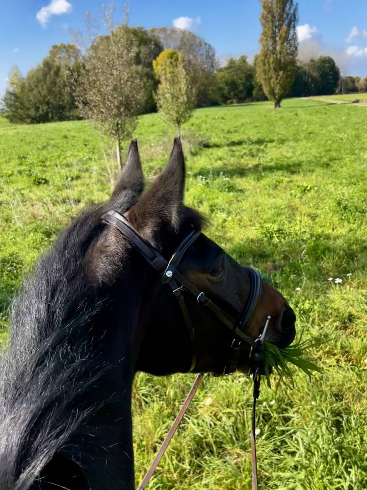 Jeune jument &agrave; vendre