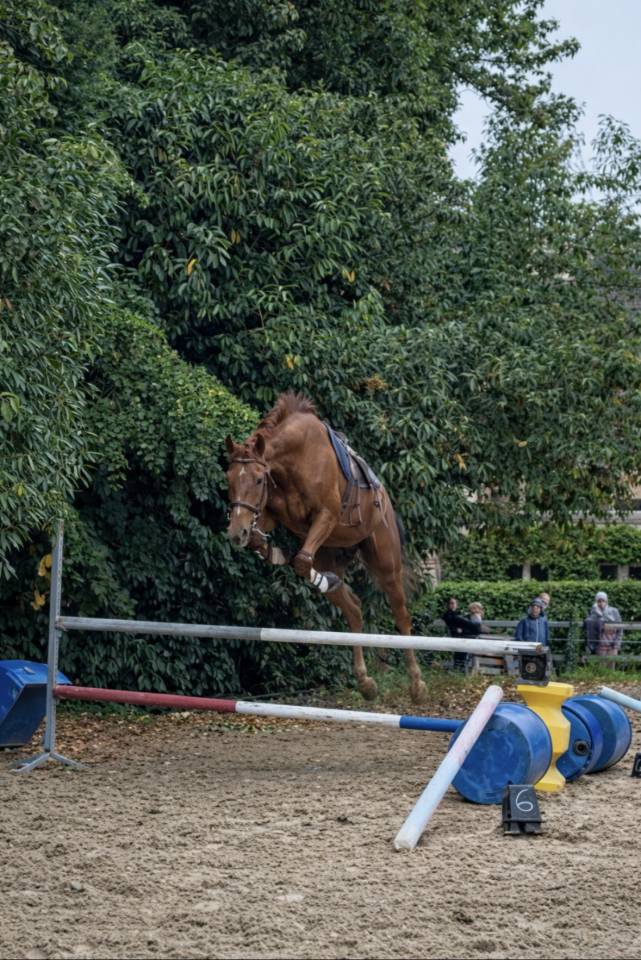 Jument pur sang 5 ans